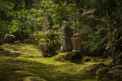 Scenic view of forest