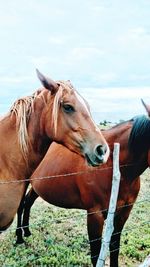 Close-up of horse standing on field against sky