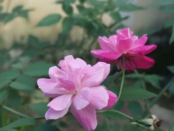Close-up of pink flowering plant