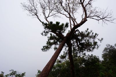 Low angle view of tree against sky