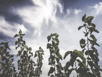 Low angle view of trees against sky