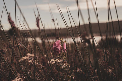 Close-up of purple flowering plants on field