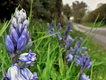 Close-up of purple flowers blooming in field