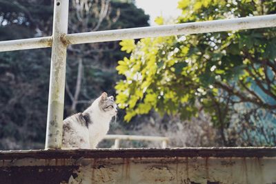 Cat looking away on tree