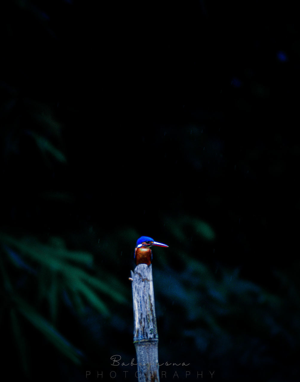 CLOSE-UP OF BIRD PERCHING ON WOOD AGAINST BLURRED BACKGROUND