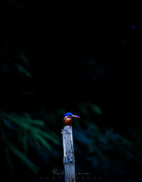 Close-up of bird perching on wood