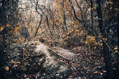 Road amidst trees in forest during autumn