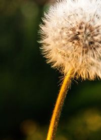 Close-up of dandelion flower