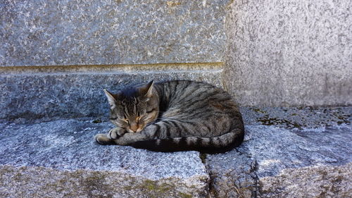 Portrait of a cat resting on wall