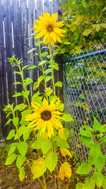 Close-up of yellow flowering plants against fence