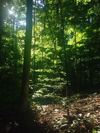 Trees in forest