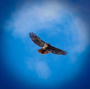 Low angle view of eagle flying against sky