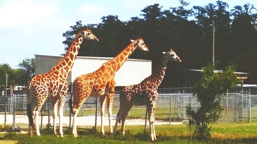 View of trees in the forest