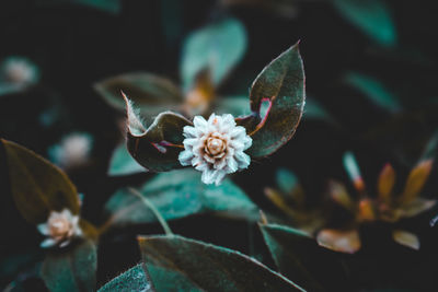 Close-up of white flowering plants