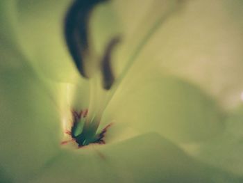 Close-up of flower plant