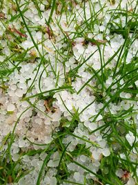 Close-up of insect on plant