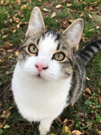 Close-up portrait of cat