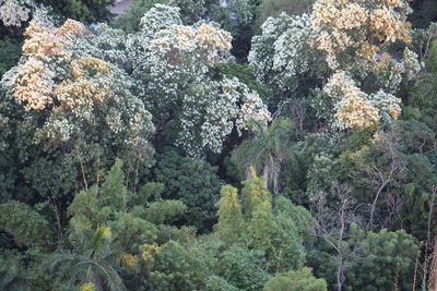 Plants growing on a tree