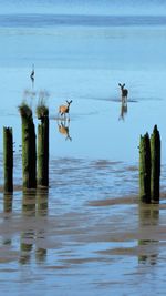 Birds flying over beach against sky