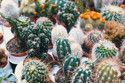 High angle view of succulent plants