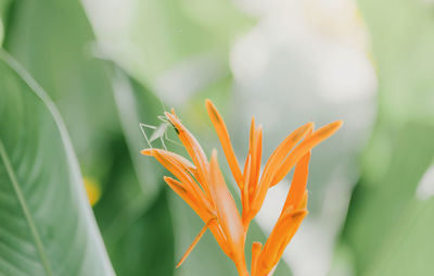 Close-up of orange flowering plant