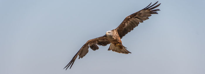 Low angle view of eagle flying in sky