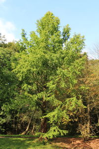 Trees in forest against sky