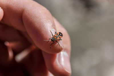 Close-up of insect on hand