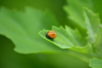 Close-up of ladybug on leaf