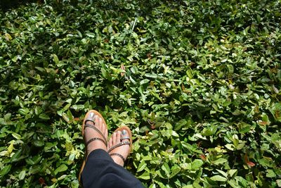 Low section of woman on grass