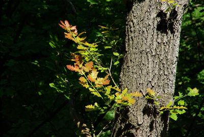 Close-up of lichen on tree trunk in forest