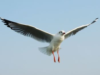 Low angle view of birds flying against clear sky