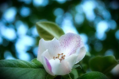 Close-up of flower blooming outdoors