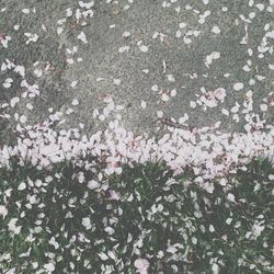 Full frame shot of white flowers