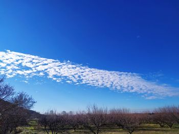 Trees on field against blue sky