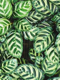 The texture of calathea leaf