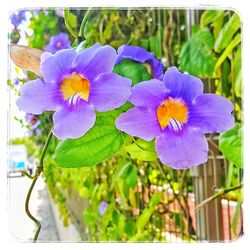 Close-up of purple flowers blooming in garden