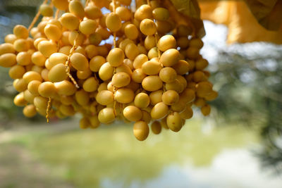 Close-up of fruits growing on plant