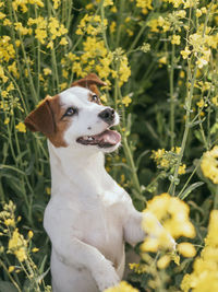 Dog looking away on field