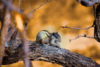 Close up shot of squirrel on tree.