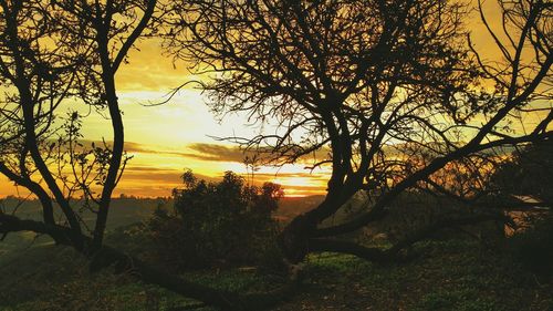 Bare trees against sky at sunset