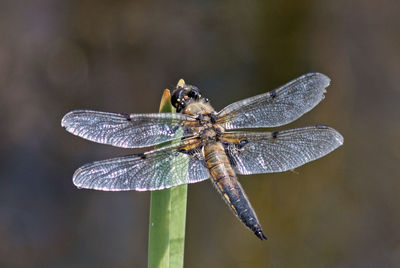 Close-up of dragonfly