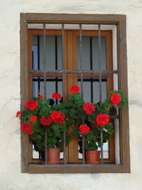 Flowers blooming by window