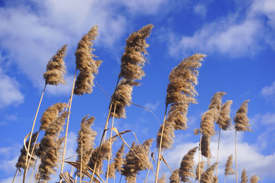 Low angle view of stalks in field against cloudy sky