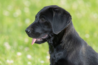 pet