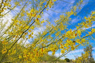 Low angle view of flowering plants against blue sky