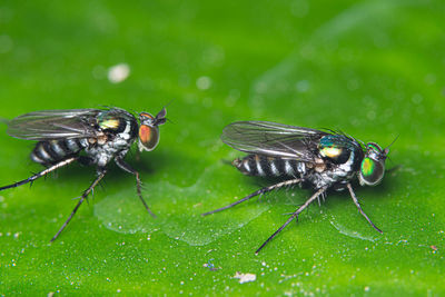 Close-up of housefly on leaf