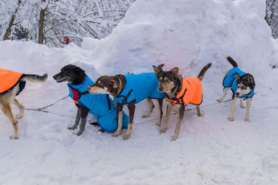 Many siberian husky sled dogs on snow background