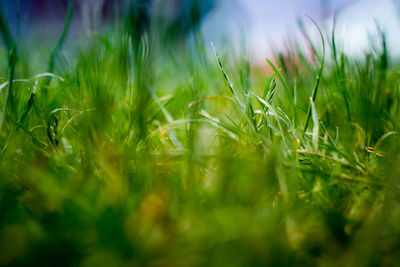 Close-up of grass growing on grassy field