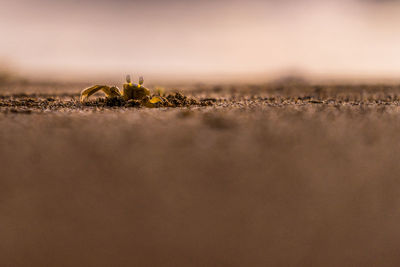 Close-up of lizard on sand at beach against sky